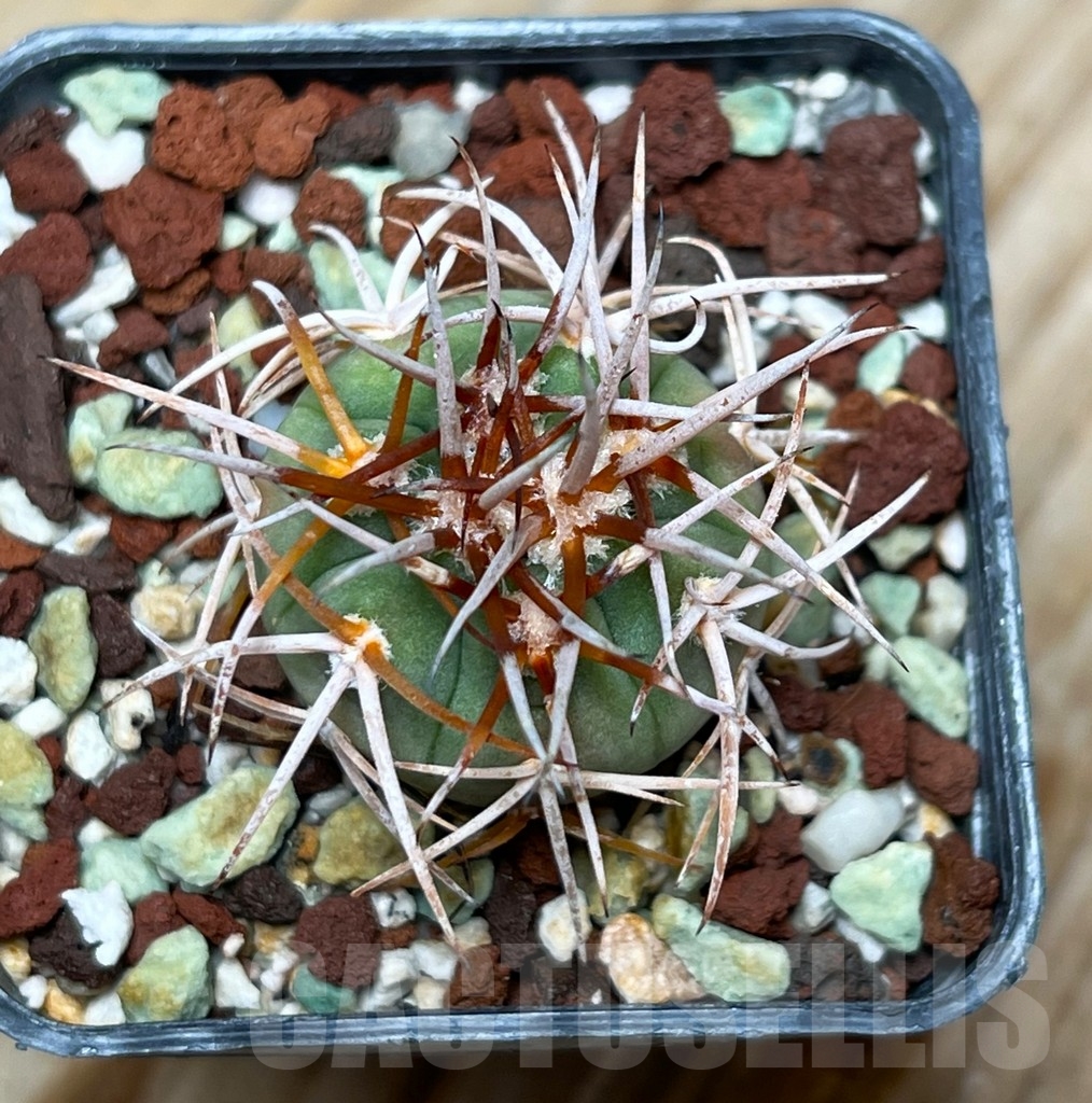 SHPR15317 Gymnocalycium catamarcense f. belense - immagine 2