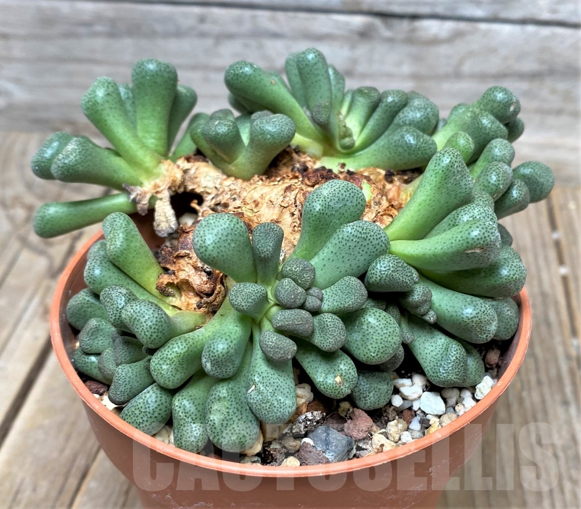 SHPR15237 Aloinopsis schooneesii, South Africa