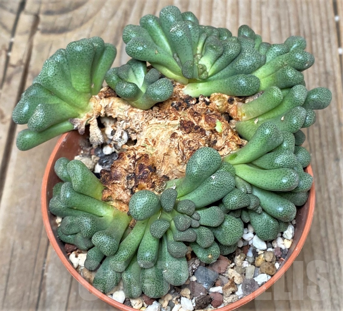 SHPR15237 Aloinopsis schooneesii, South Africa - Image 2