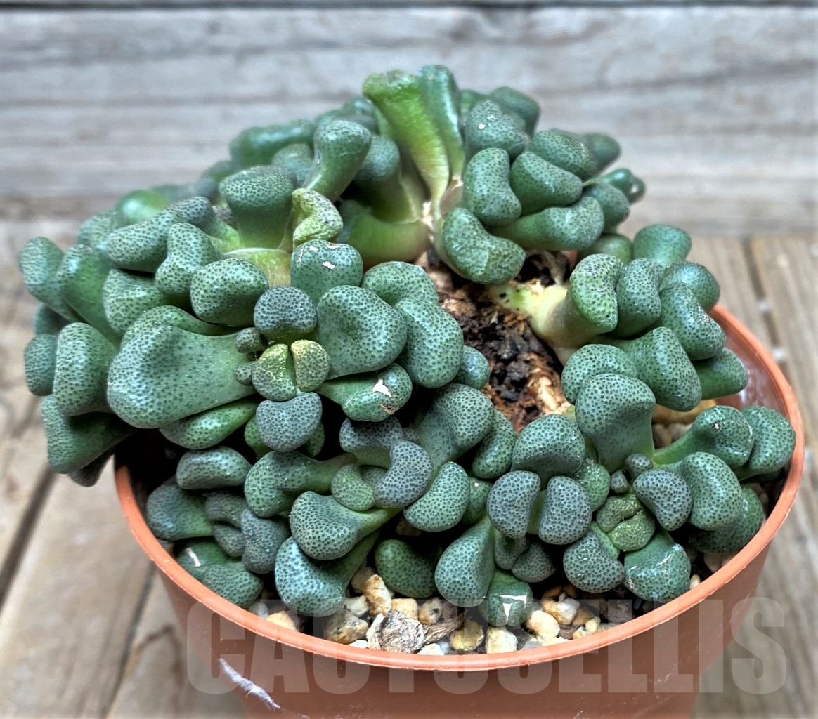 SHPR15238 Aloinopsis schooneesii, South Africa