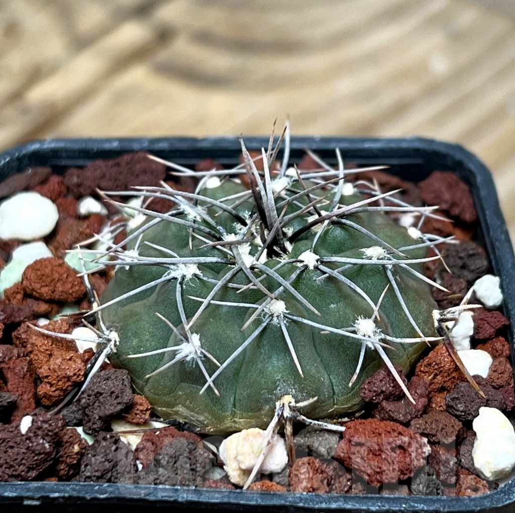 SHPR15319 Gymnocalycium riojense - immagine 2