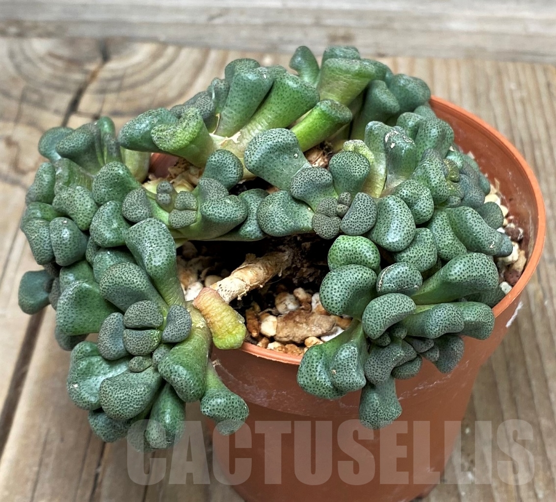 SHPR15238 Aloinopsis schooneesii, South Africa - Obrázek 2