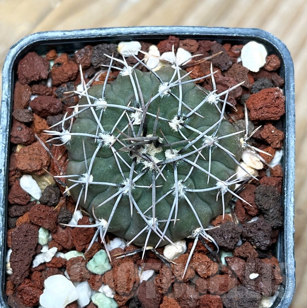 SHPR15319 Gymnocalycium riojense