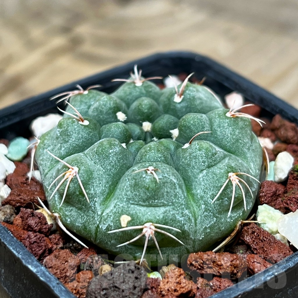 SHPR15320 Gymnocalycium fischeri - Image 2