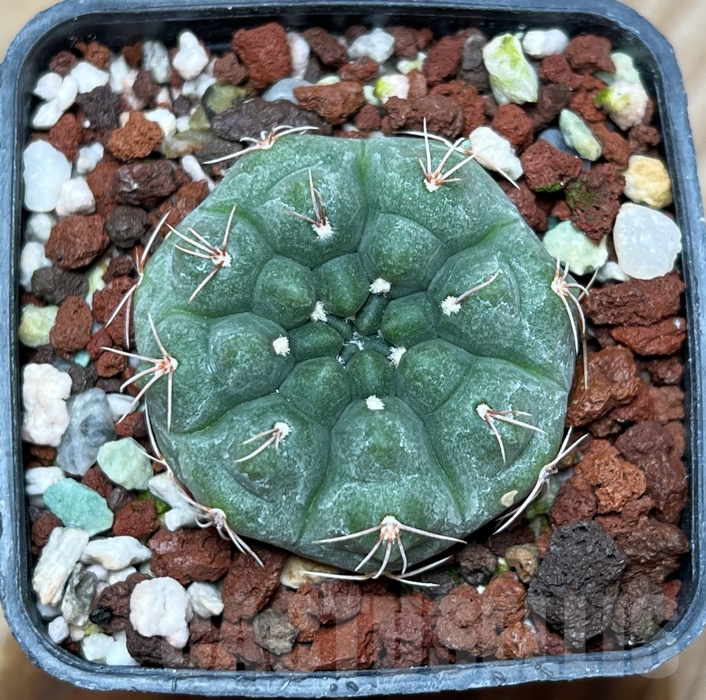 SHPR15320 Gymnocalycium fischeri