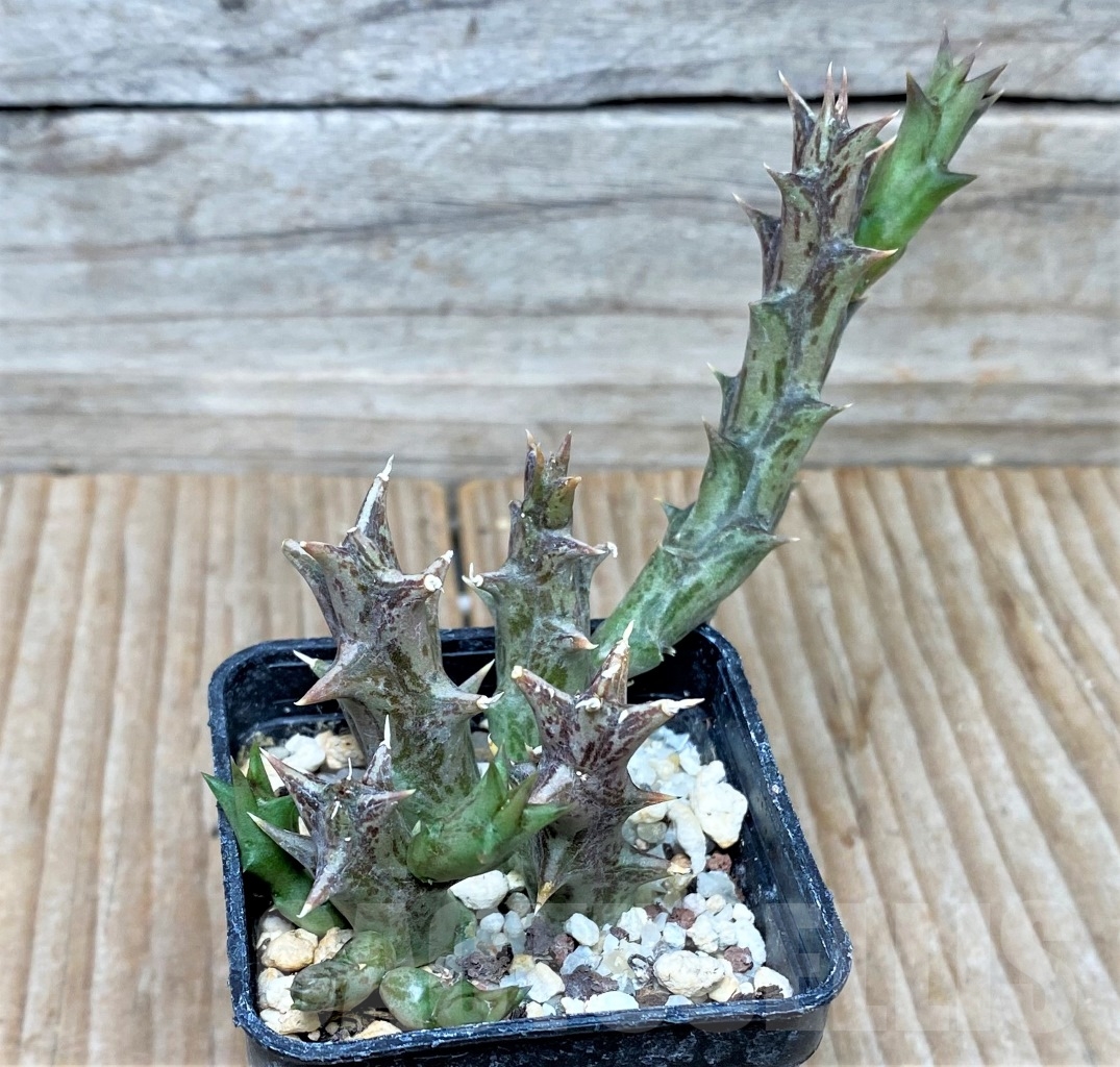 SHPR15244 Orbea dummeri – Bild 3