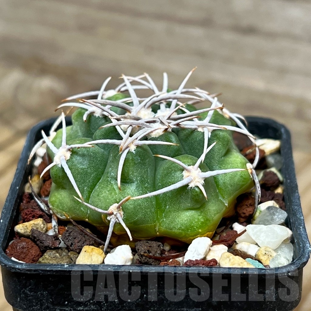 SHPR15324 Gymnocalycium mostii - immagine 2