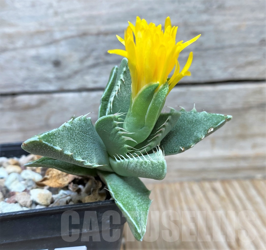 SHPR15245 Faucaria sp. - immagine 2