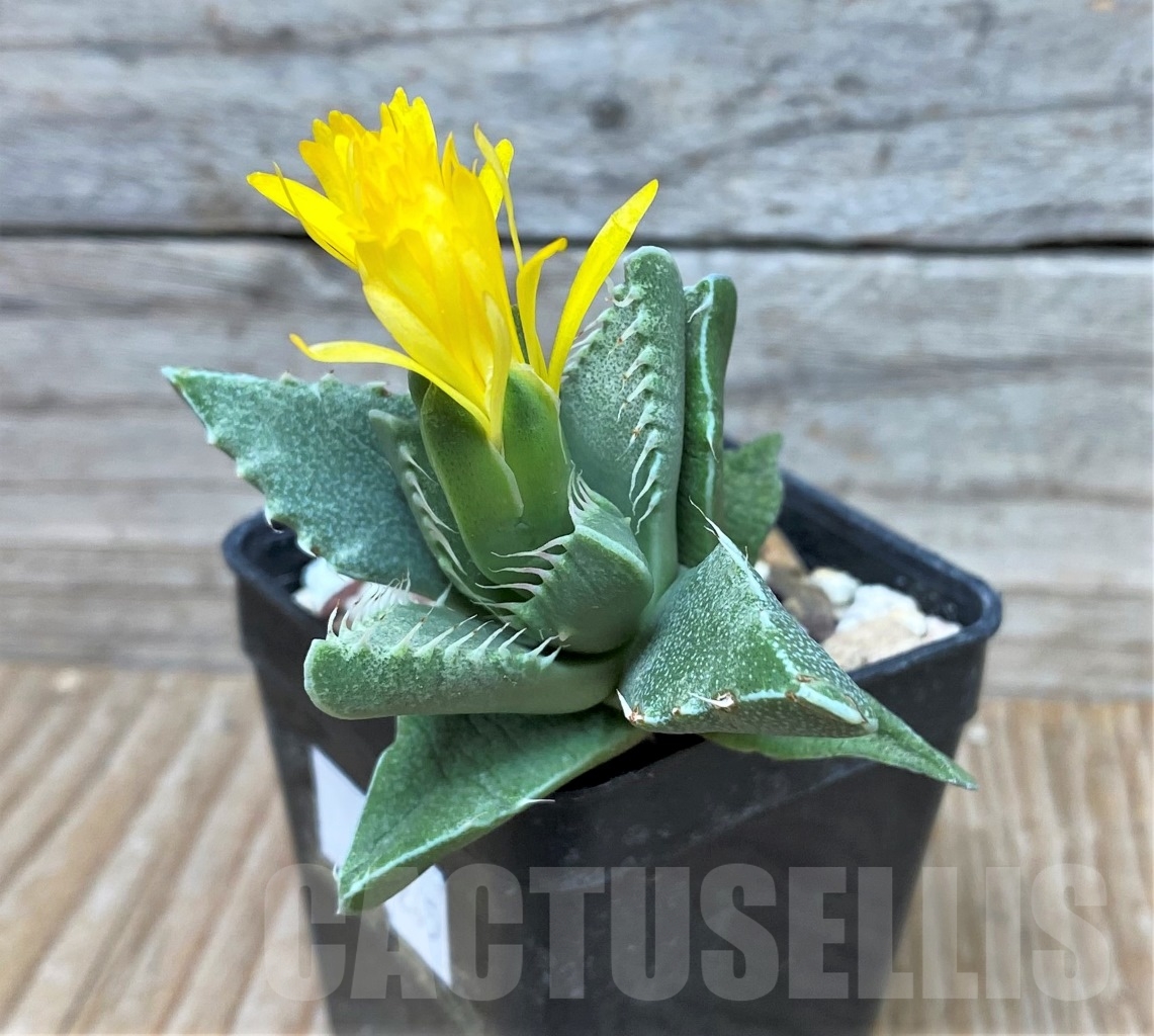 SHPR15245 Faucaria sp.