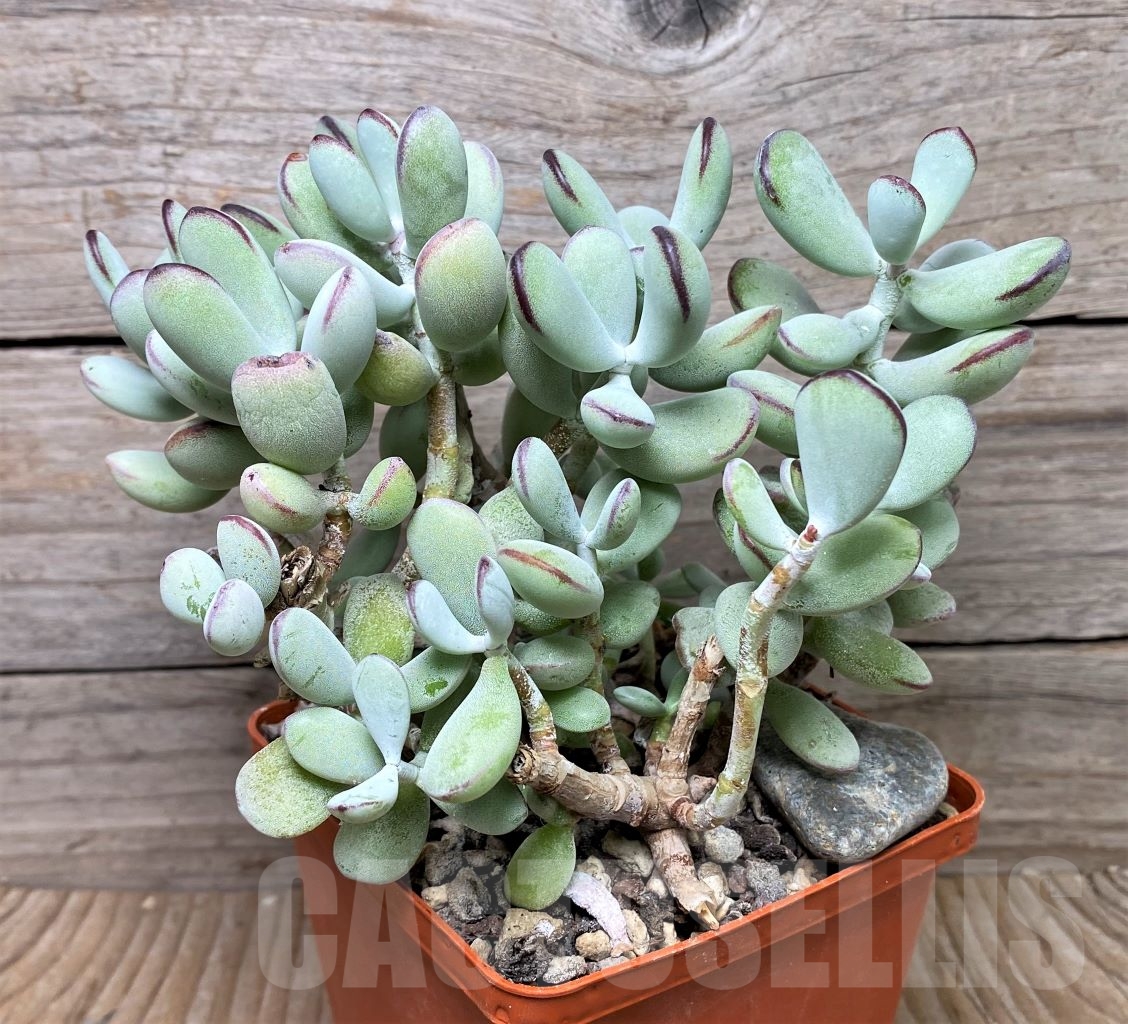 SHPR15246 Cotyledon orbiculata oviferum