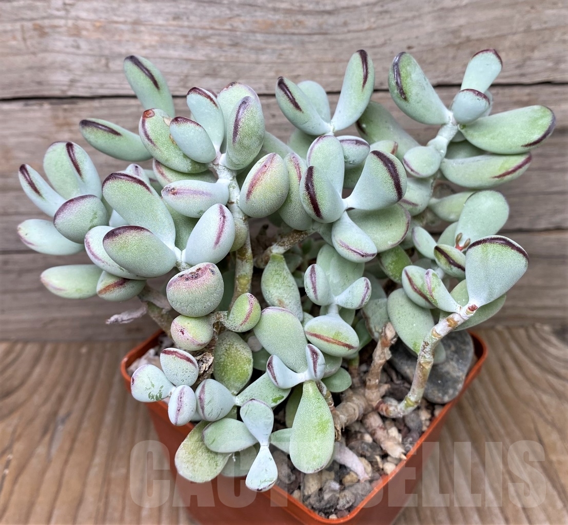 SHPR15246 Cotyledon orbiculata oviferum - Image 2