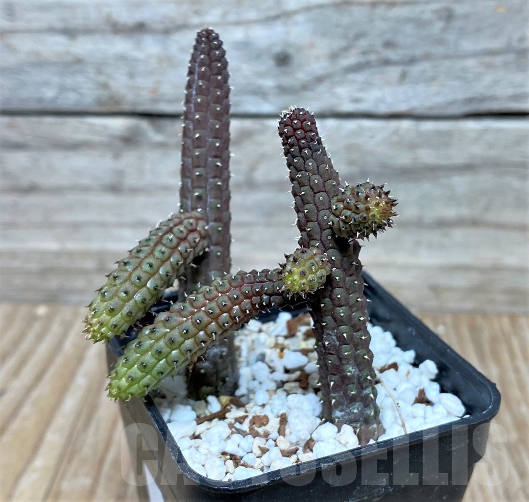 SHPR15275 Echidnopsis ericiflora - Image 3