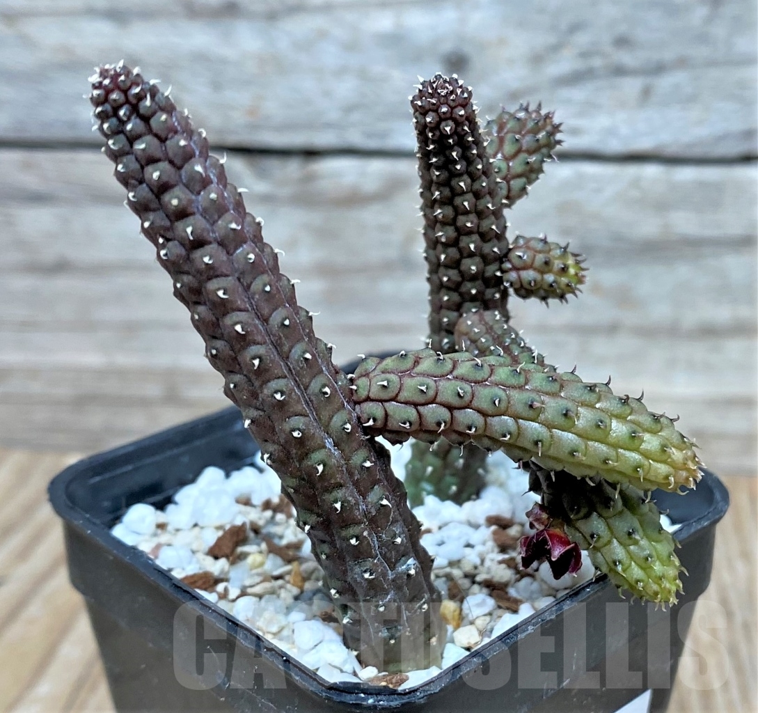 SHPR15275 Echidnopsis ericiflora