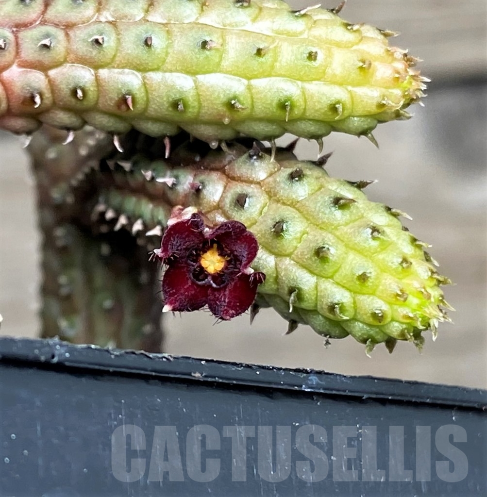 SHPR15275 Echidnopsis ericiflora - Image 2