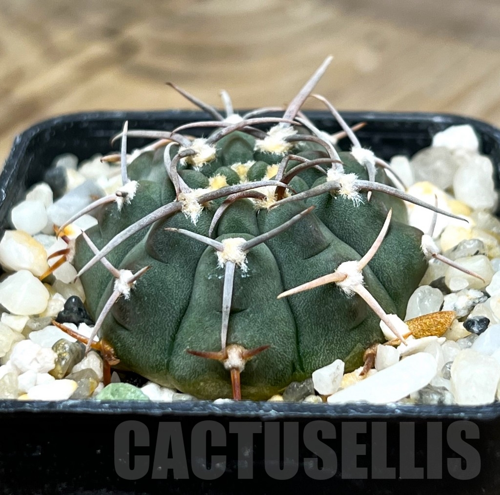 SHPR15329 Gymnocalycium pungens - Image 2