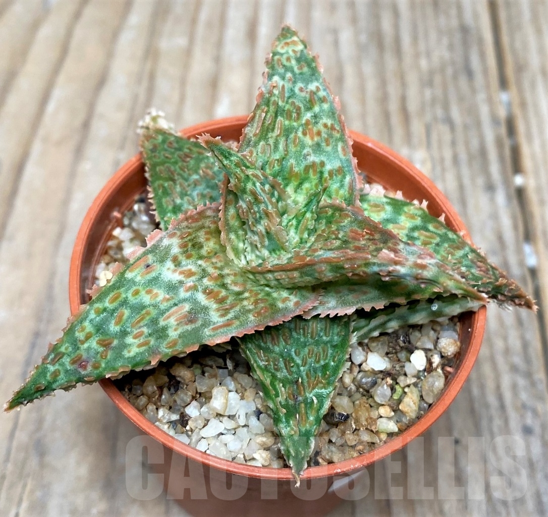 SHPR15284 Aloe hybrid