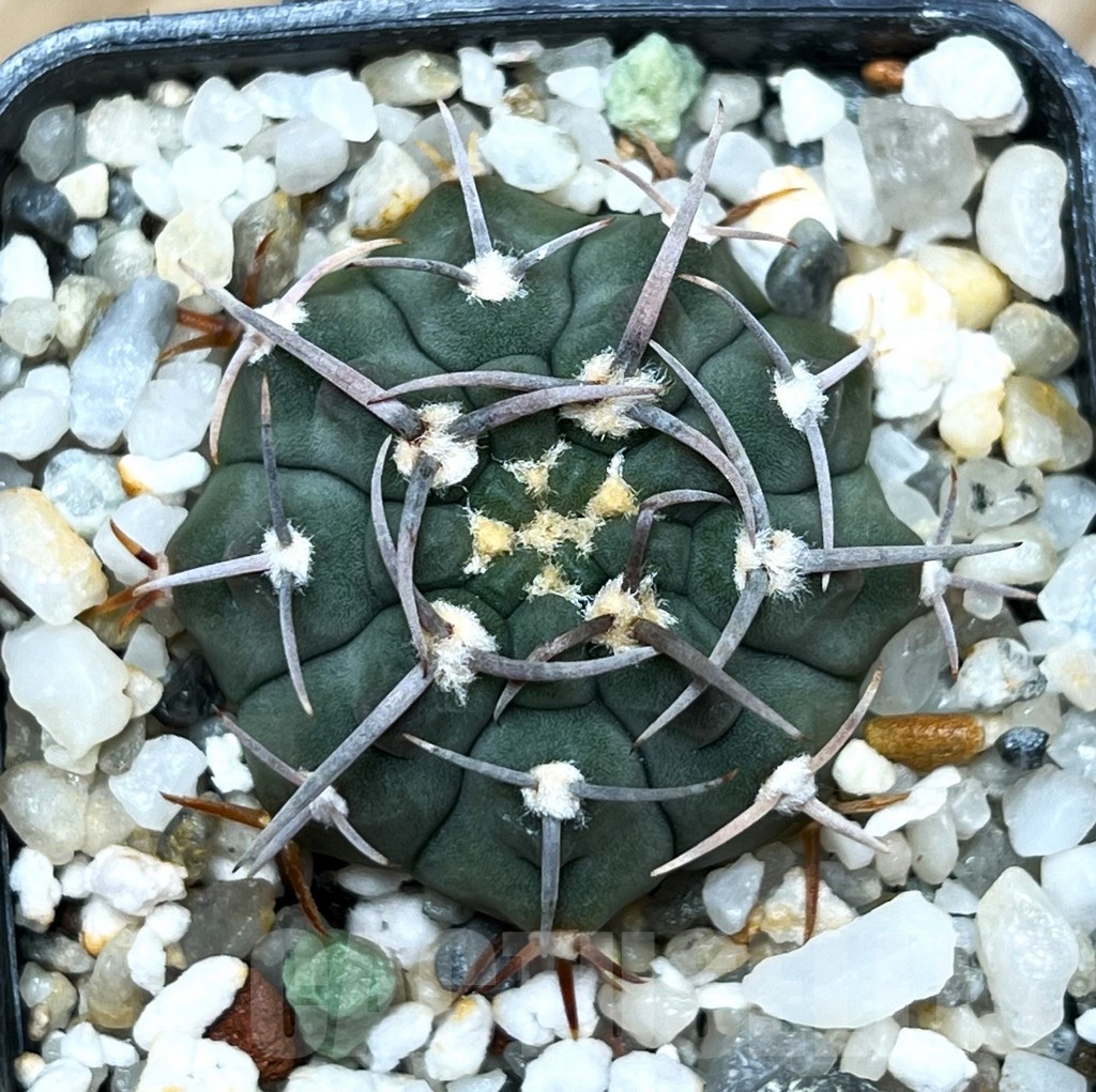 SHPR15329 Gymnocalycium pungens