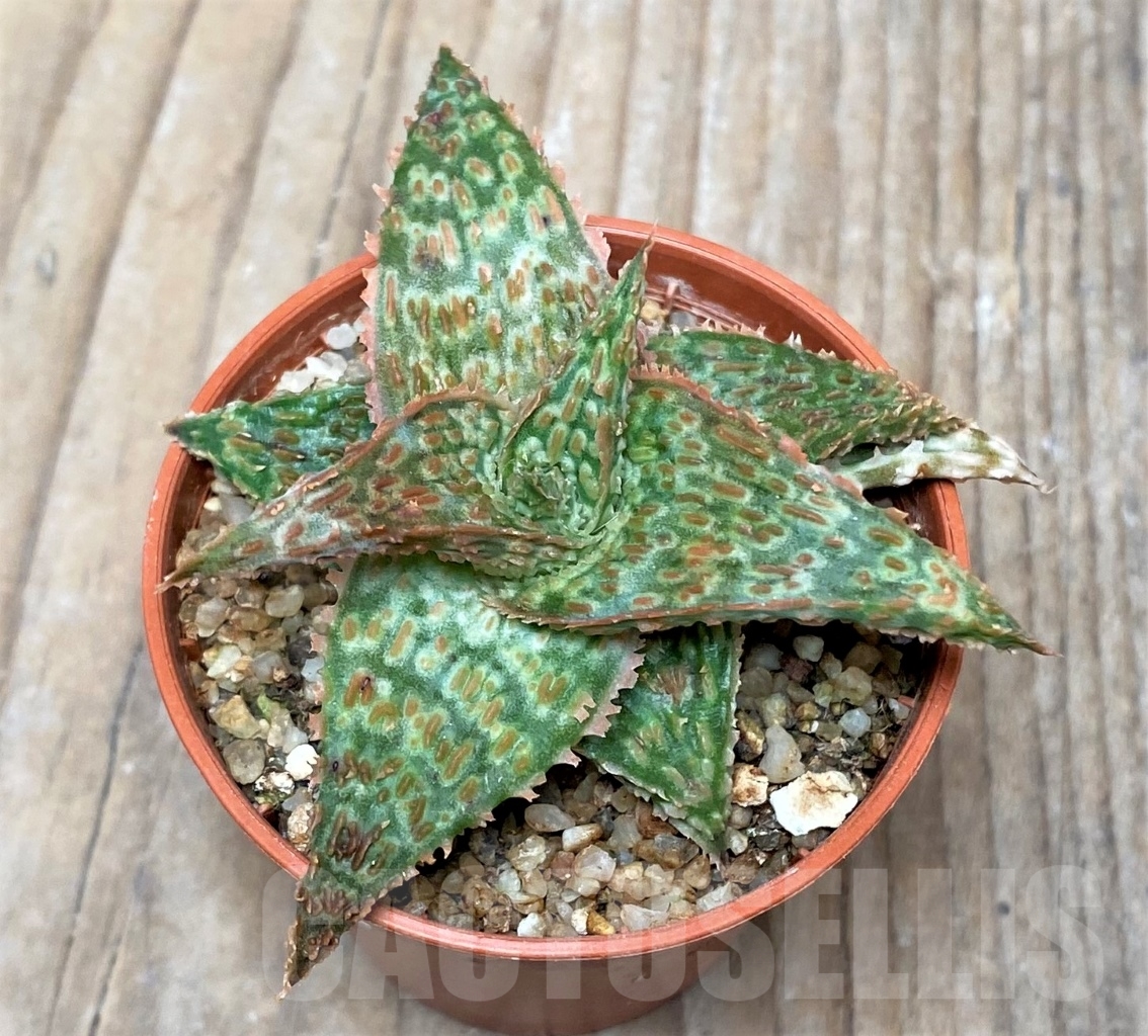 SHPR15284 Aloe hybrid - Image 2