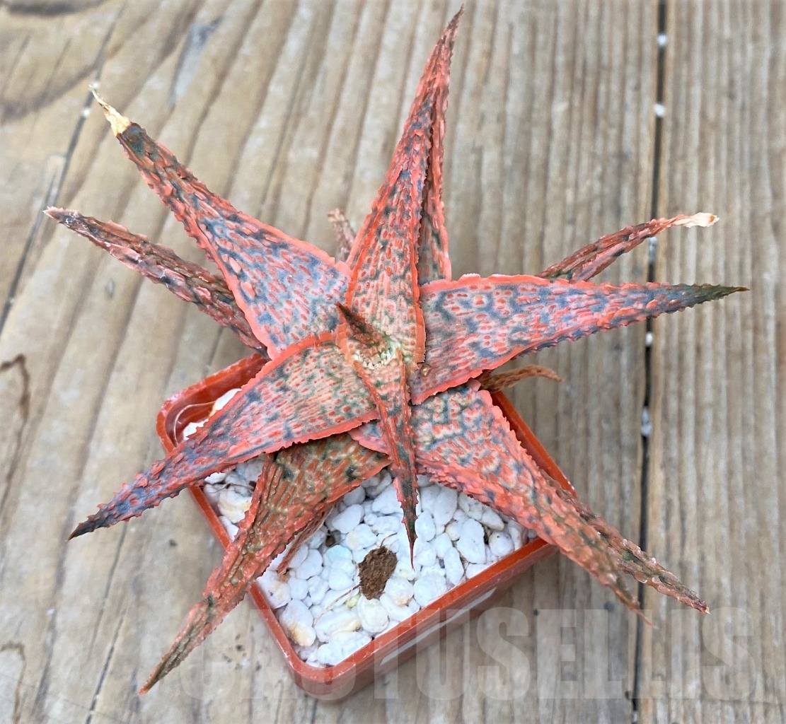 SHPR15285 Aloe hybrid