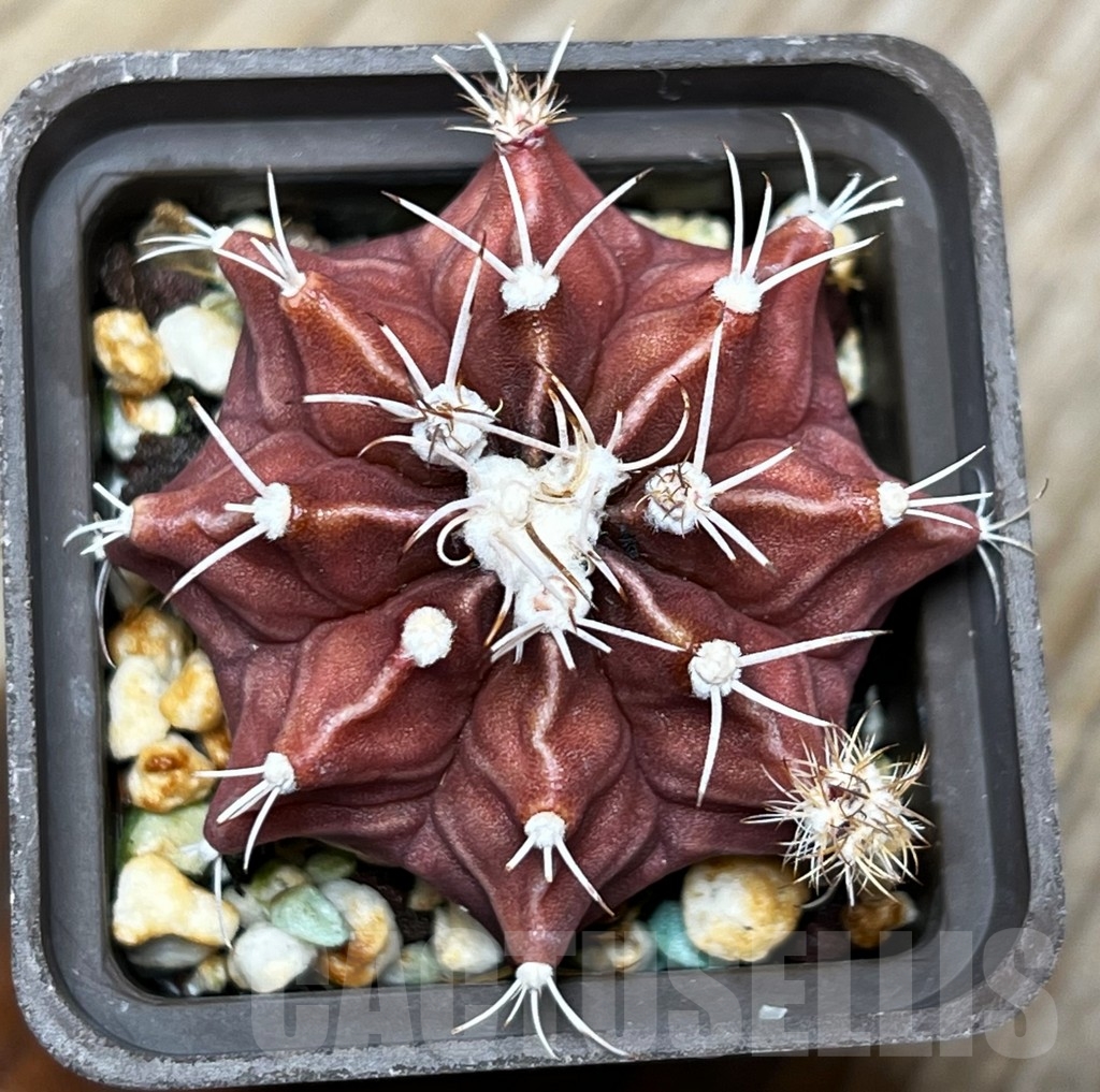 SHPR15332 Gymnocalycium friedrichii