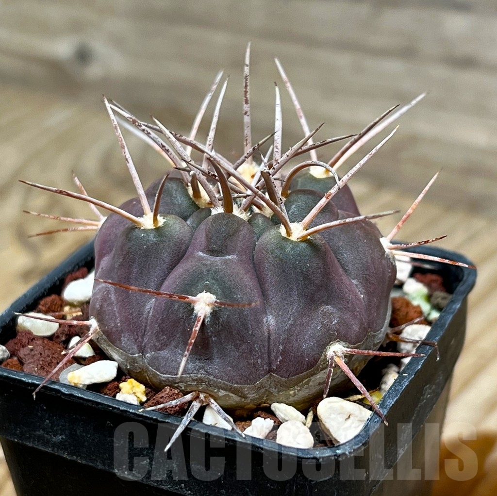SHPR15333 Gymnocalycium castellanosii v. bozsingianum