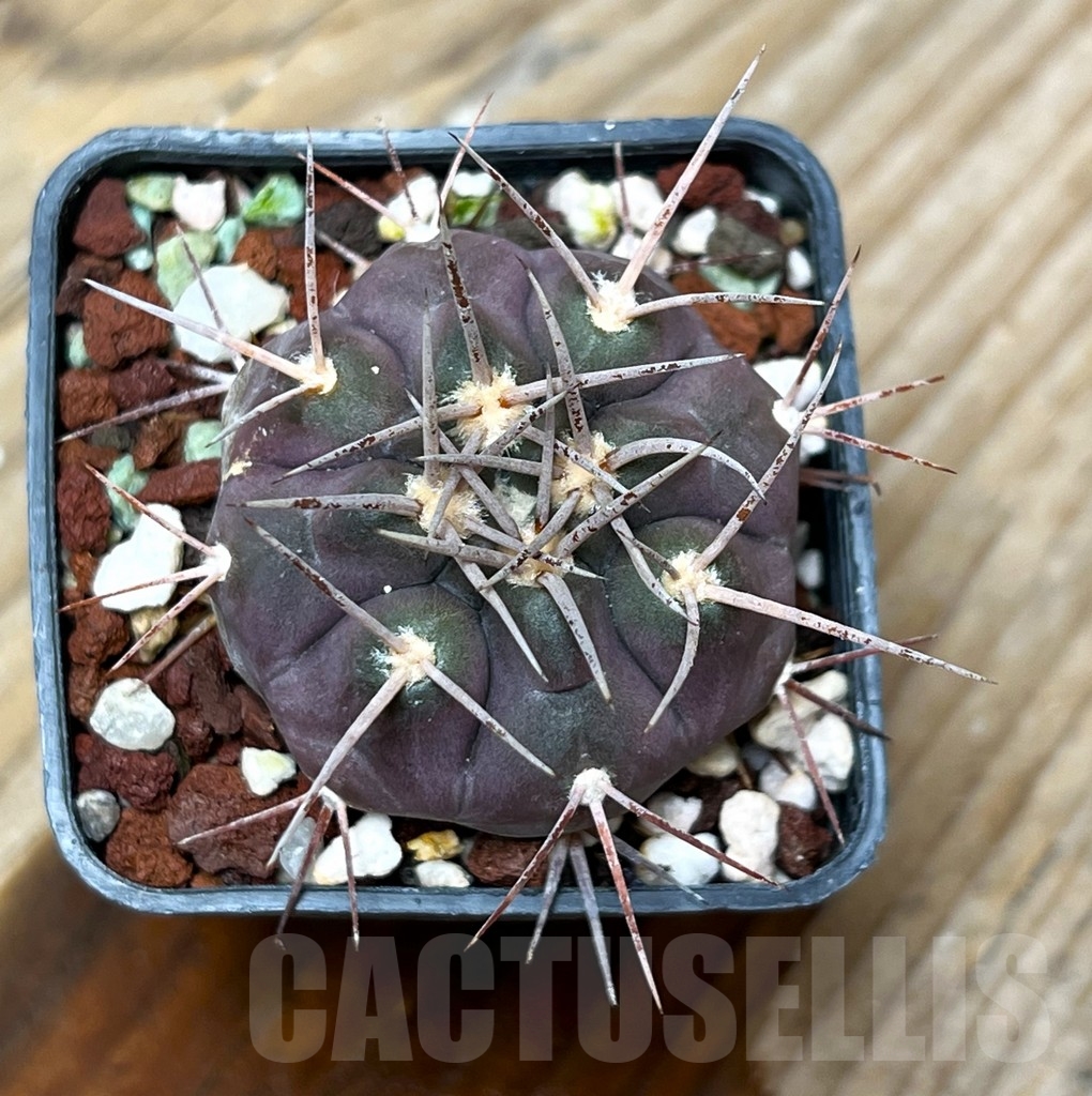 SHPR15333 Gymnocalycium castellanosii v. bozsingianum - immagine 2