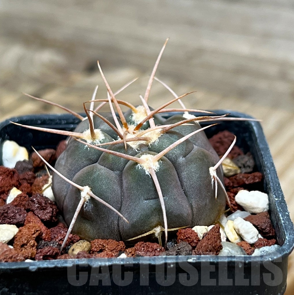 SHPR15334 Gymnocalycium castellanosii v. bozsingianum