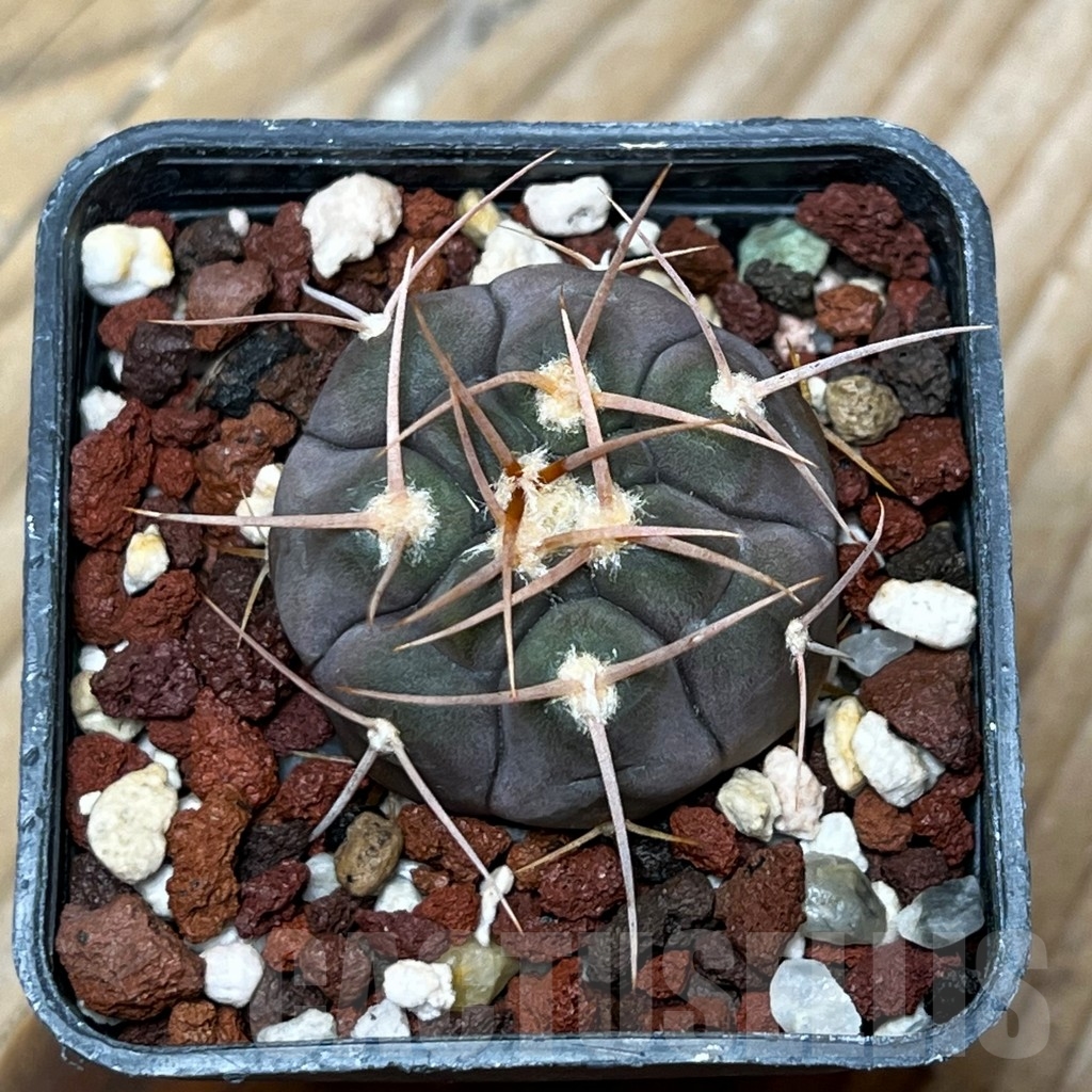 SHPR15334 Gymnocalycium castellanosii v. bozsingianum - immagine 2