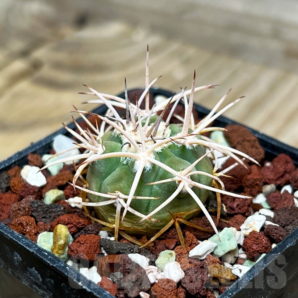 SHPR15335 Gymnocalycium castellanosii v. rigidum