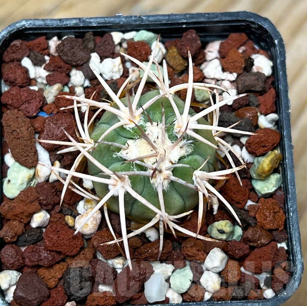 SHPR15335 Gymnocalycium castellanosii v. rigidum - immagine 2