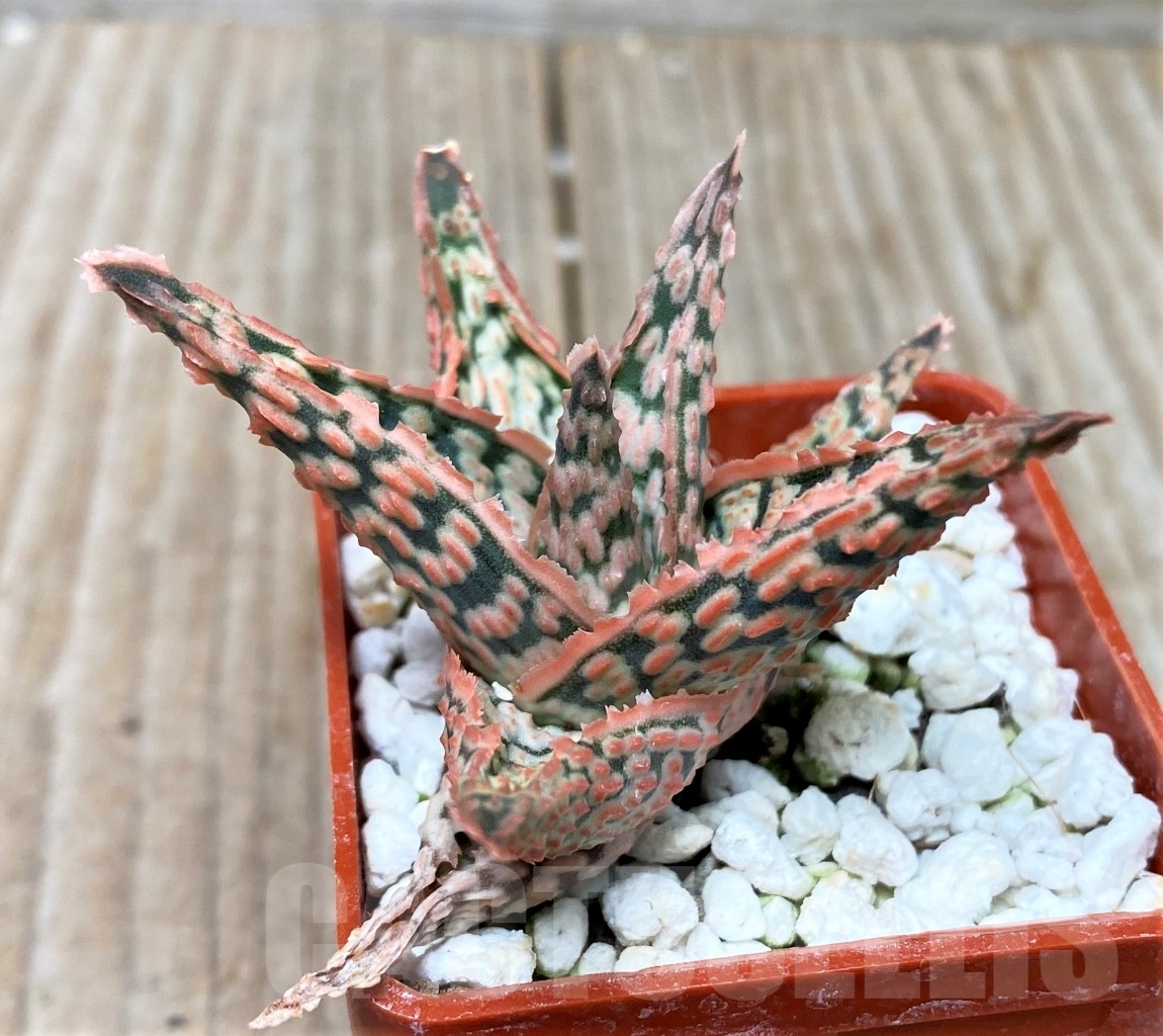SHPR15288 Aloe hybrid