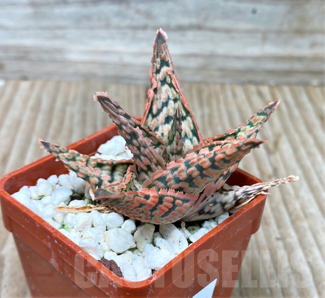 SHPR15288 Aloe hybrid – Bild 2