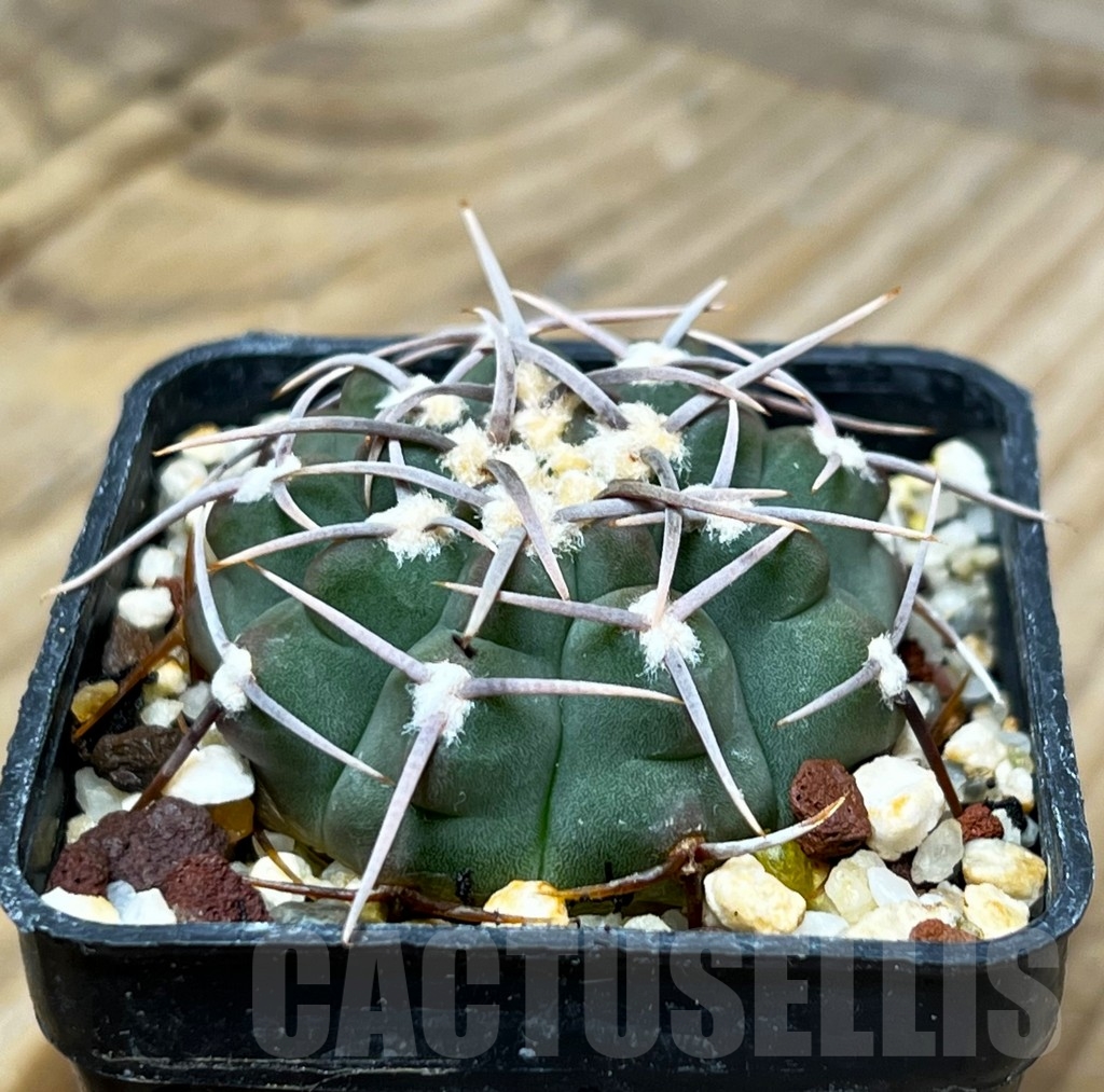 SHPR15339 Gymnocalycium vatteri - Obrázek 2