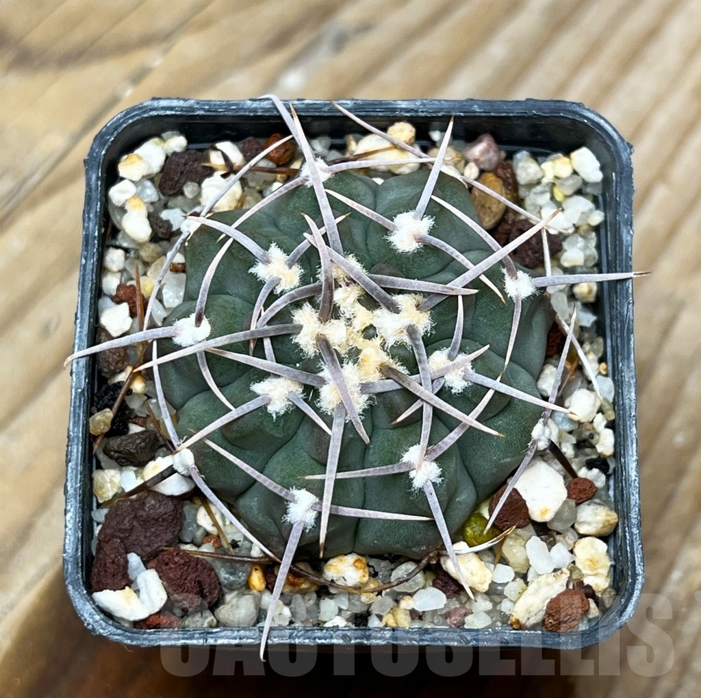 SHPR15339 Gymnocalycium vatteri