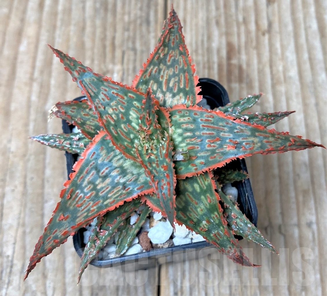 SHPR15292 Aloe hybrid - Image 2