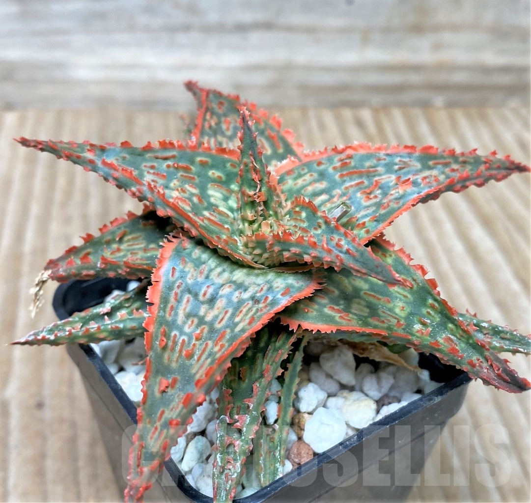 SHPR15292 Aloe hybrid - Image 3