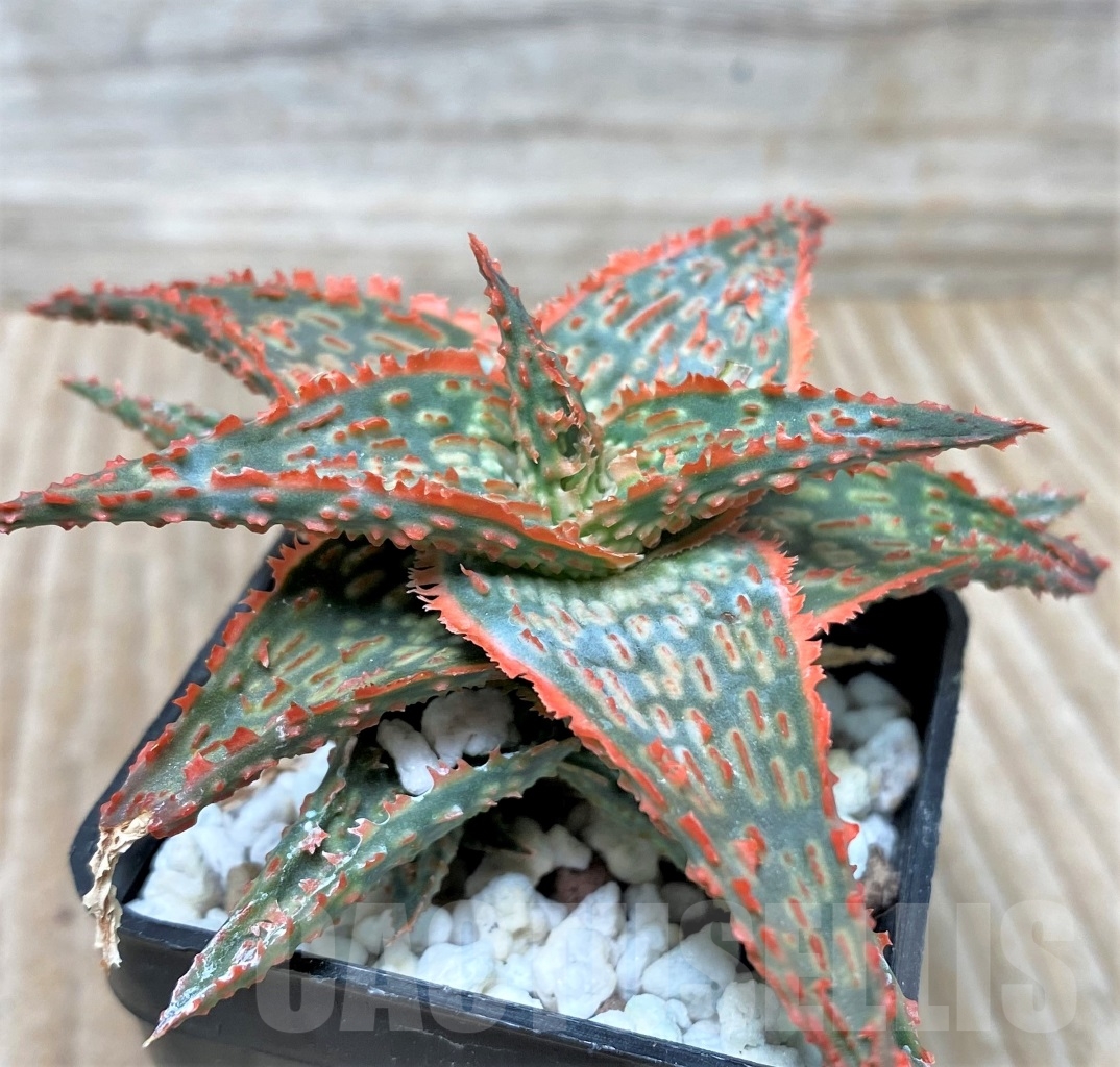 SHPR15292 Aloe hybrid