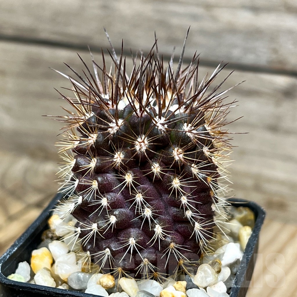 SHPR15341 Neoporteria rapifera