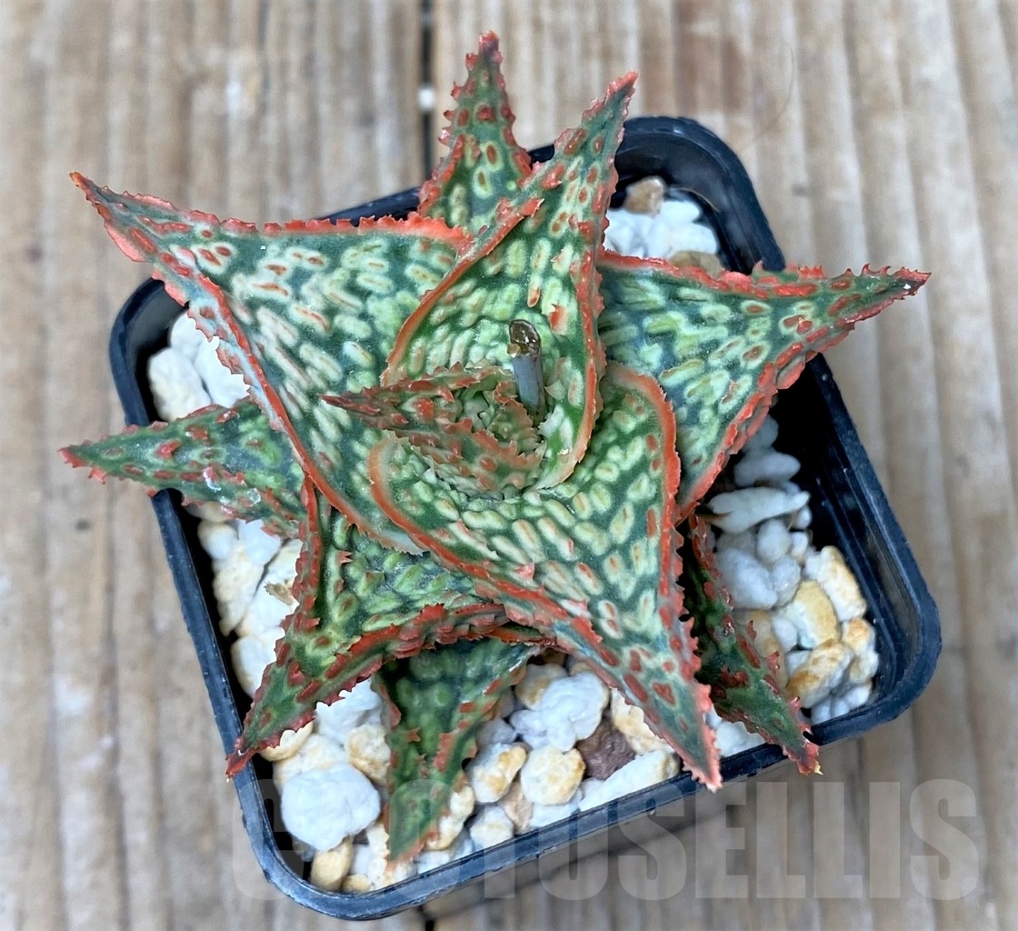 SHPR15293 Aloe hybrid - immagine 2