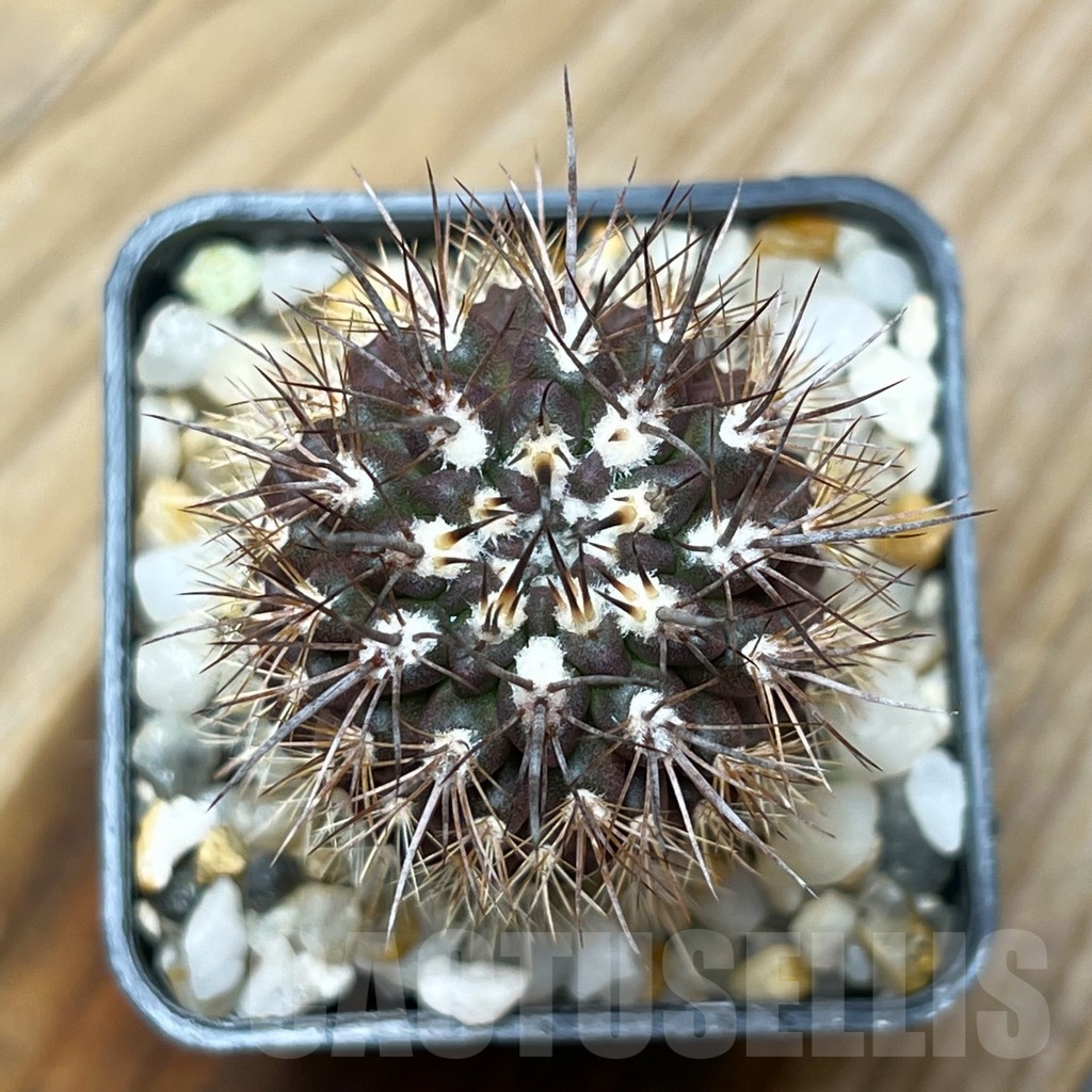 SHPR15341 Neoporteria rapifera - Image 2