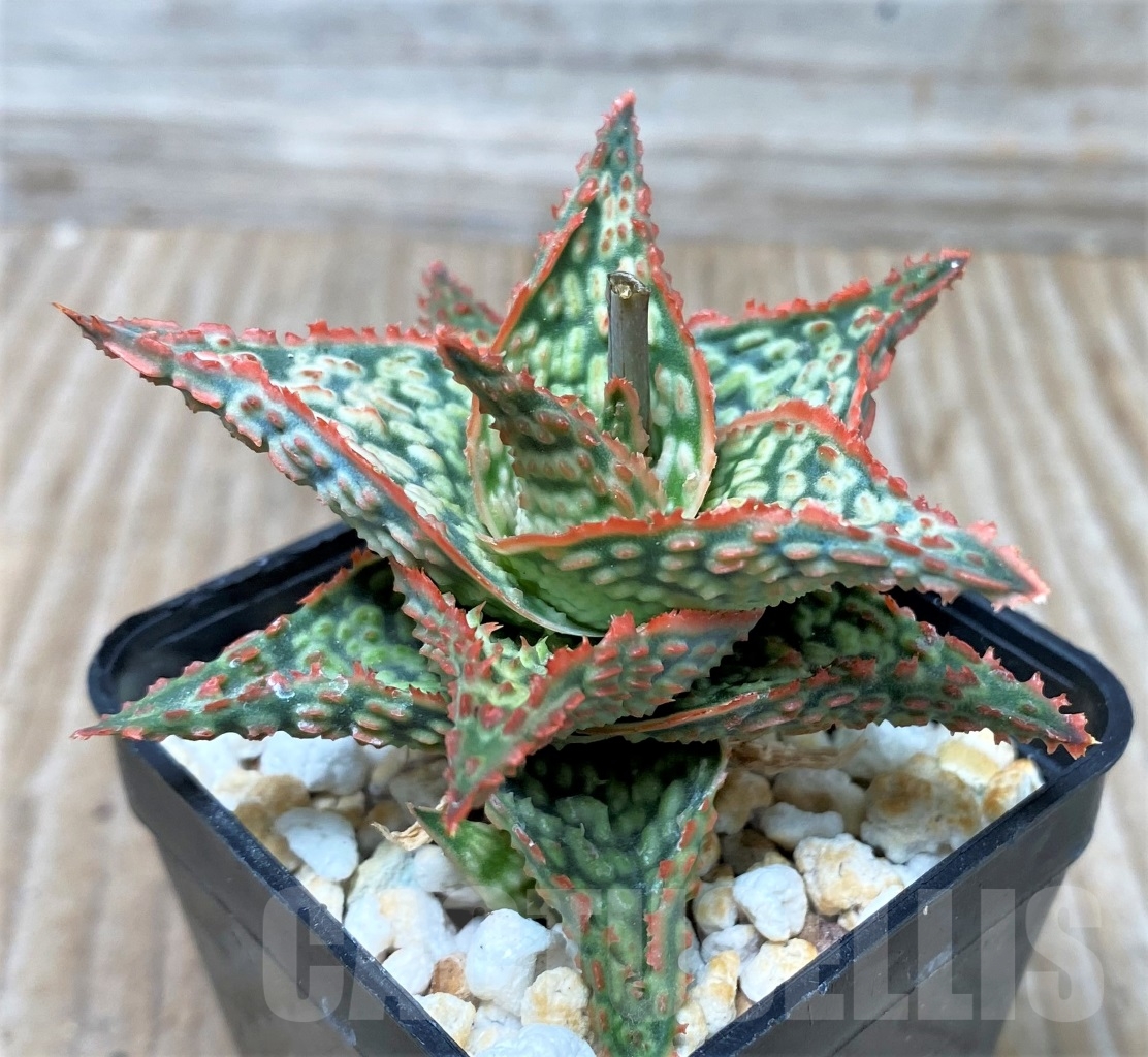 SHPR15293 Aloe hybrid