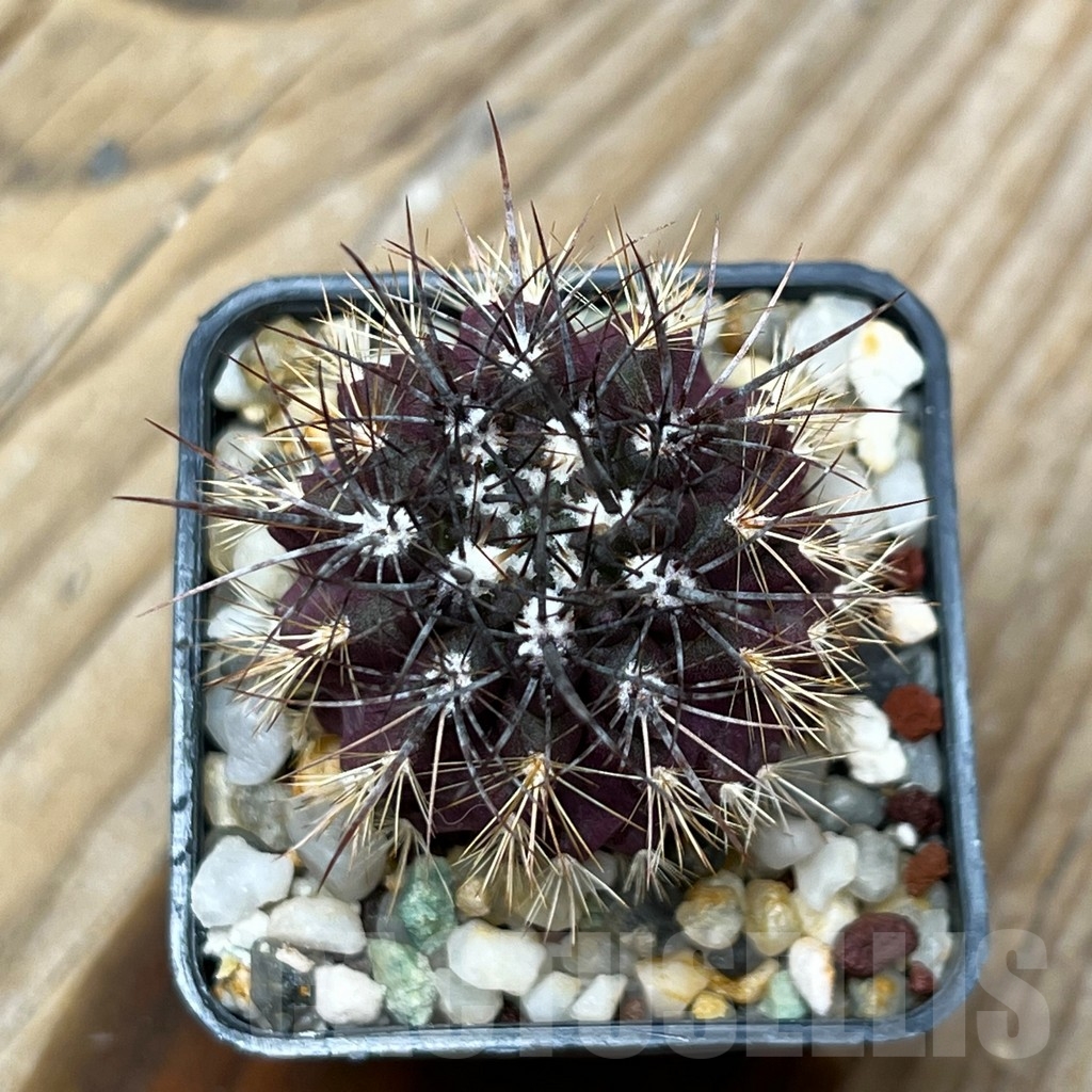 SHPR15342 Neoporteria rapifera - Image 2