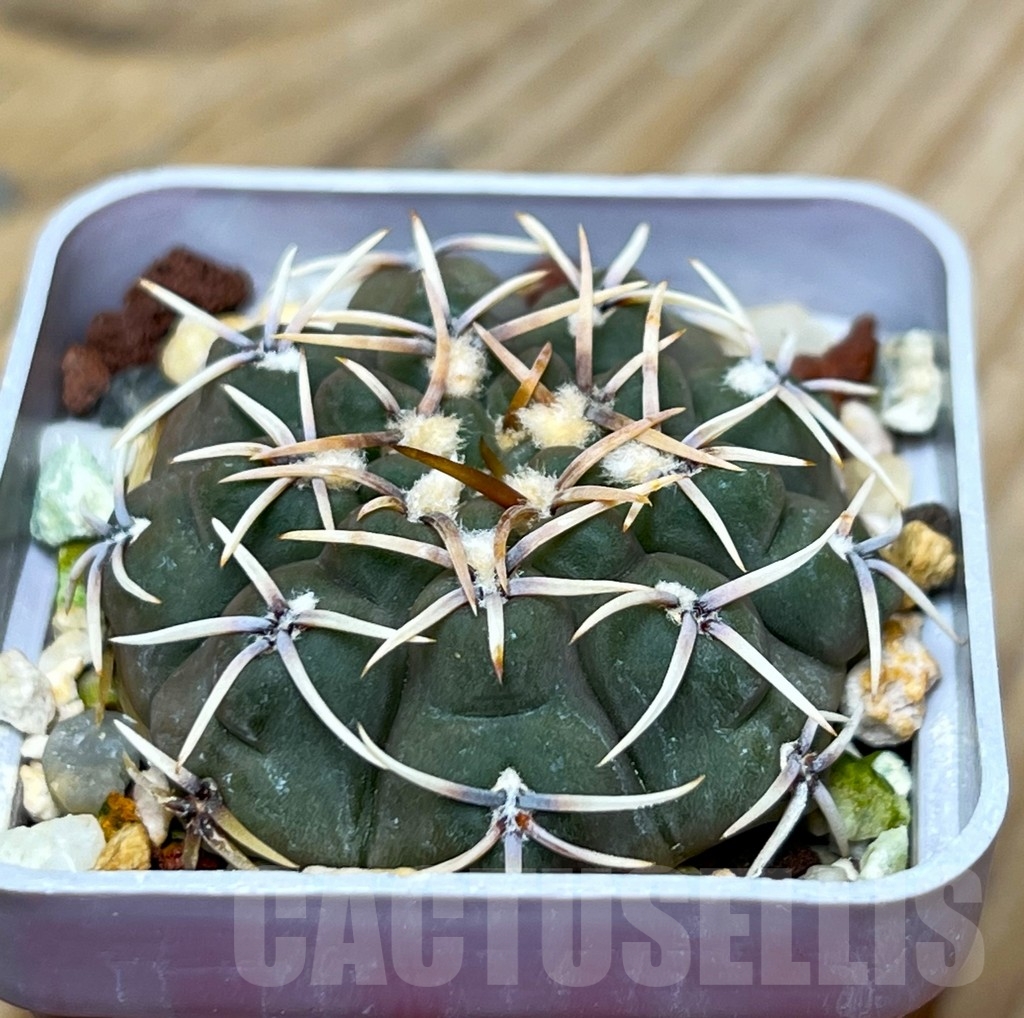 SHPR15343 Gymnocalycium intertextum - Image 2