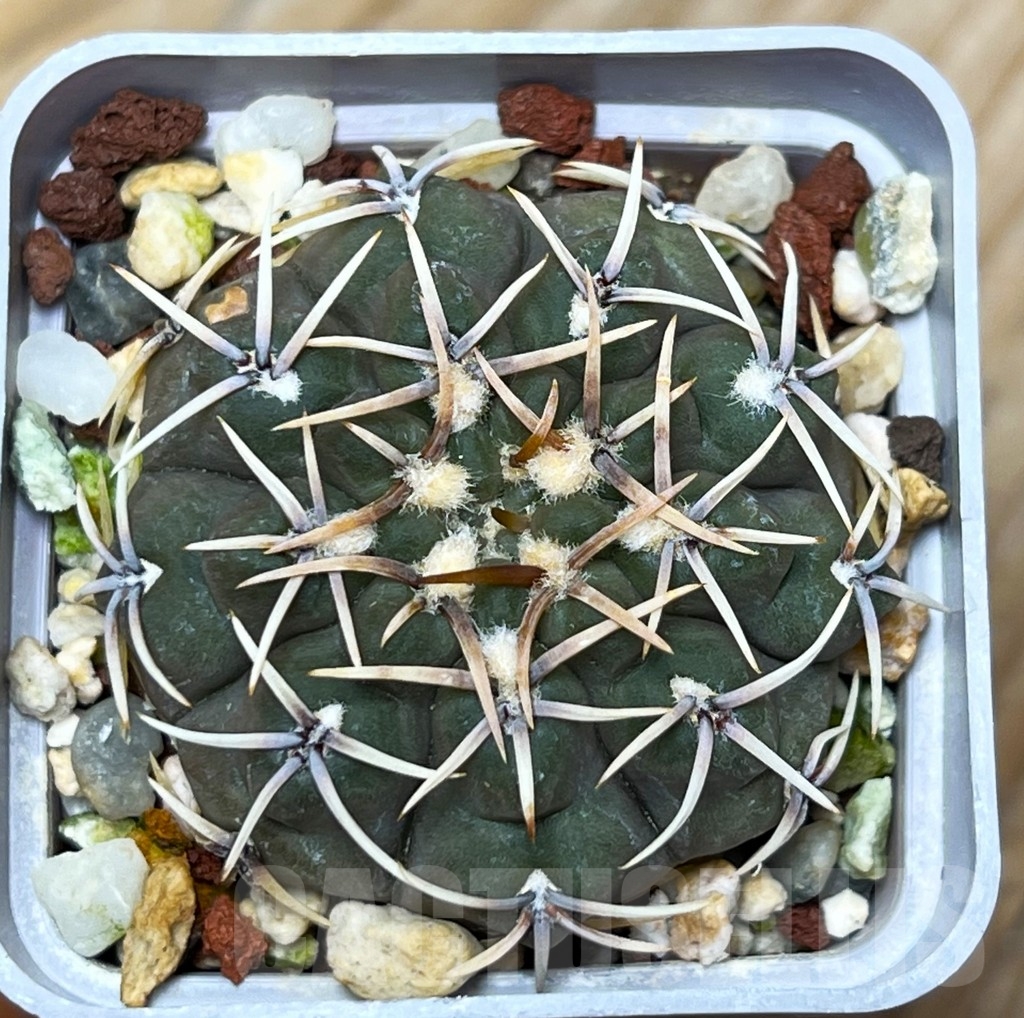 SHPR15343 Gymnocalycium intertextum