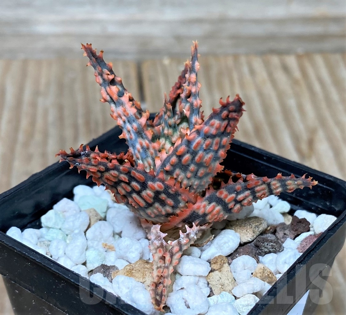 SHPR15296 Aloe hybrid