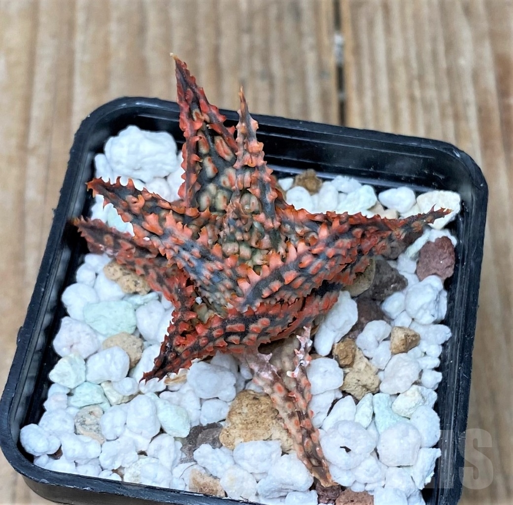 SHPR15296 Aloe hybrid - Obrázek 2