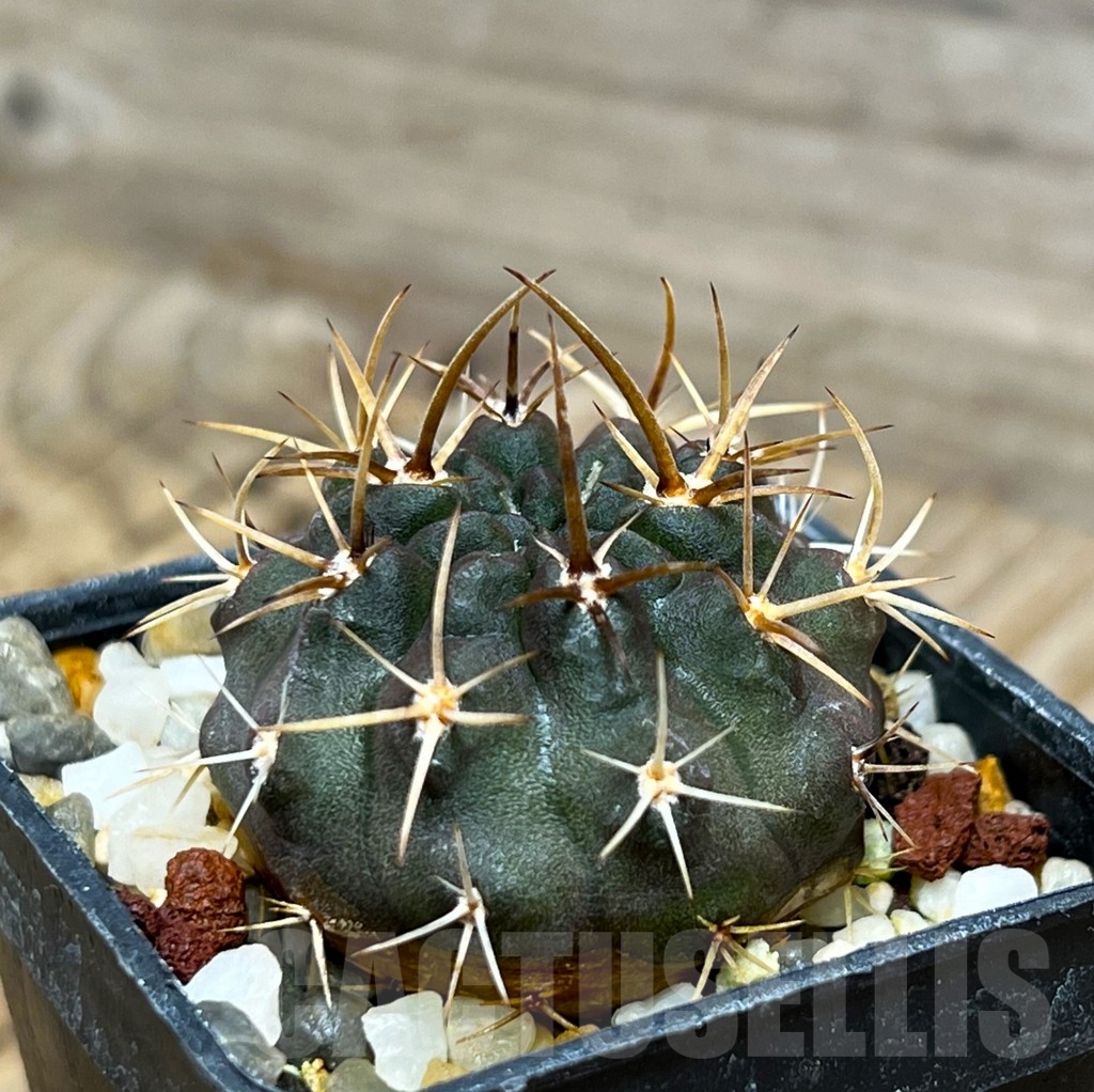 SHPR15346 Neoporteria scoparia – Image 2