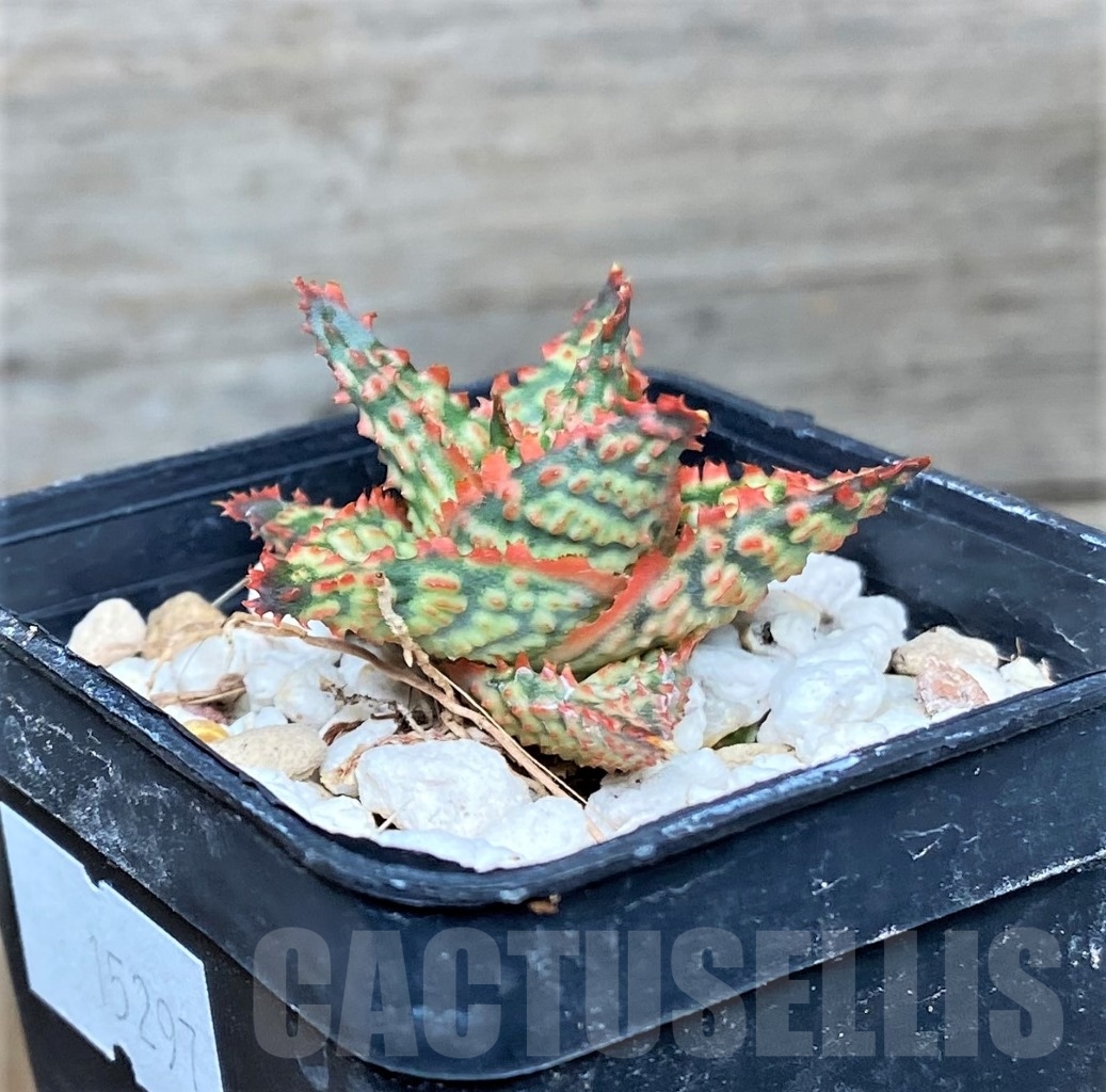 SHPR15297 Aloe hybrid - Image 2