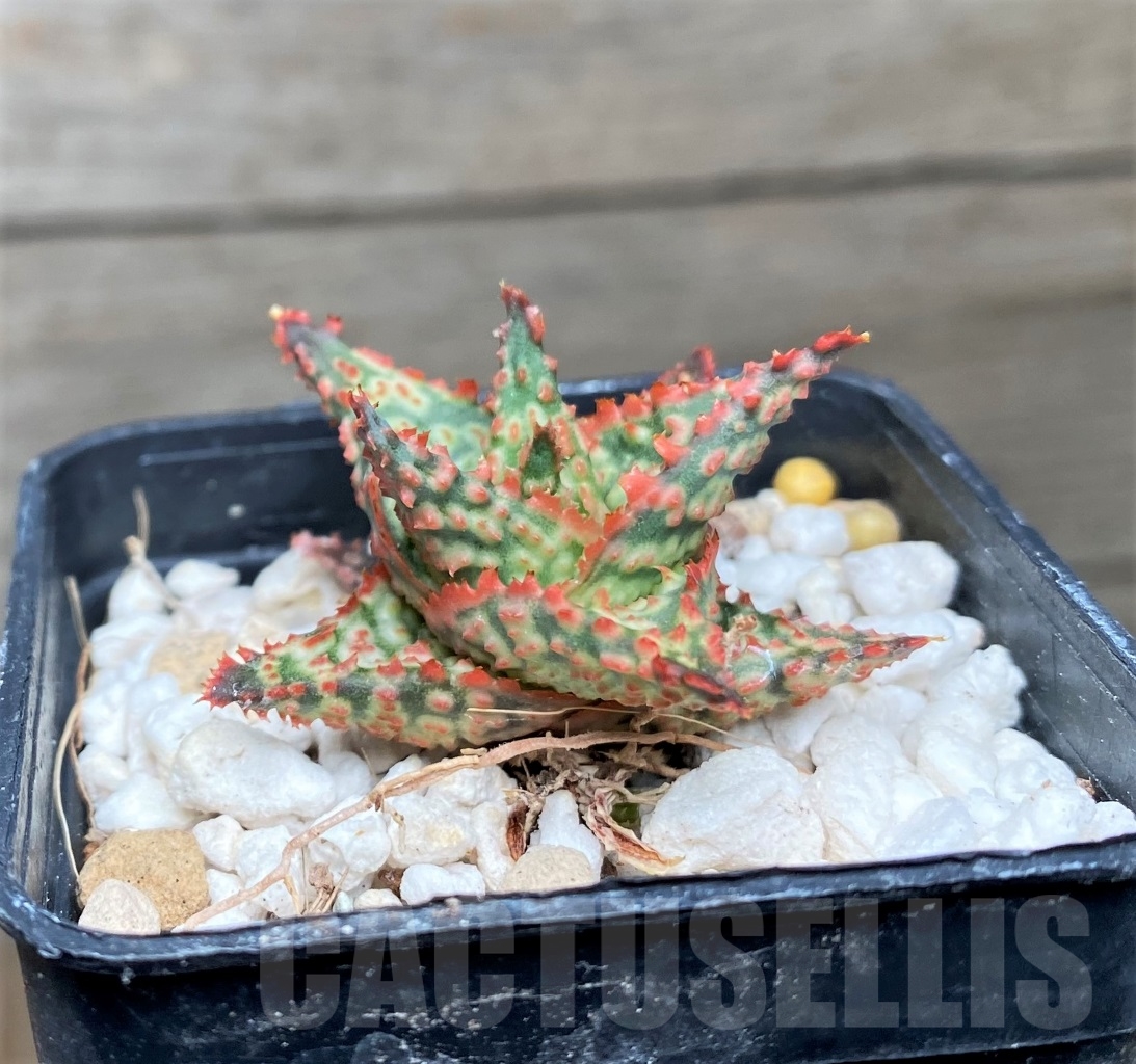 SHPR15297 Aloe hybrid