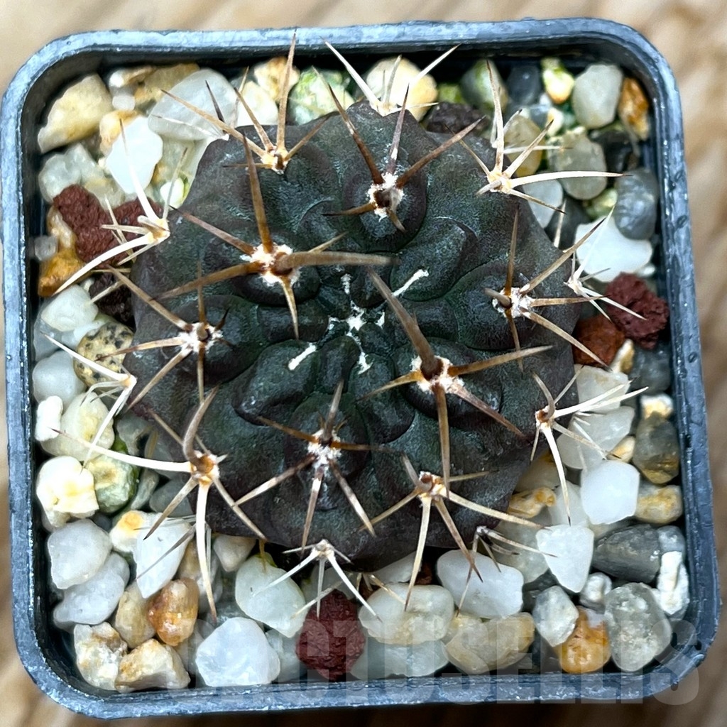 SHPR15346 Neoporteria scoparia